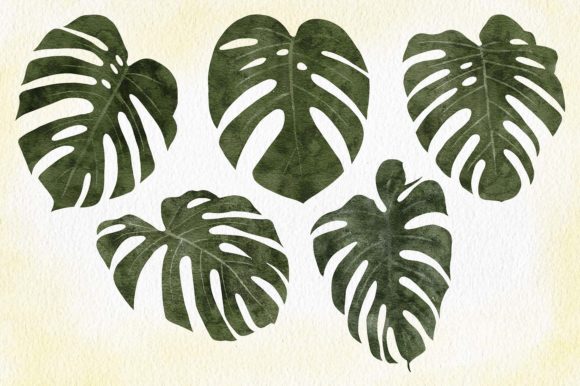 Watercolor Tropical Monstera Leaf Set